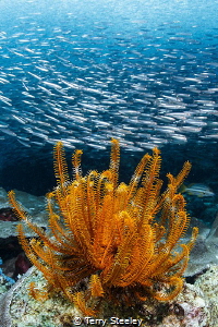 Sea fern and bait ball by Terry Steeley 